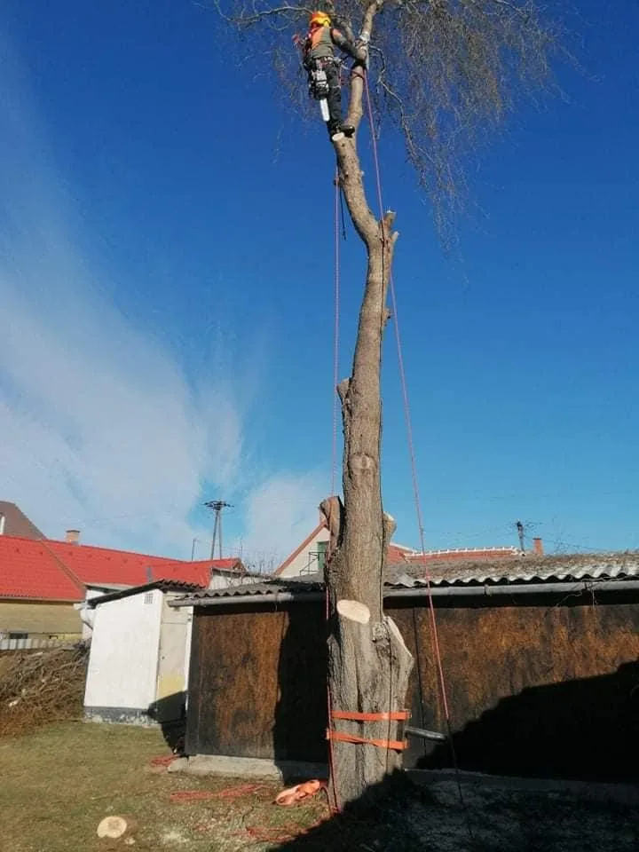 Fűzfa kivágása alpintechnikával!