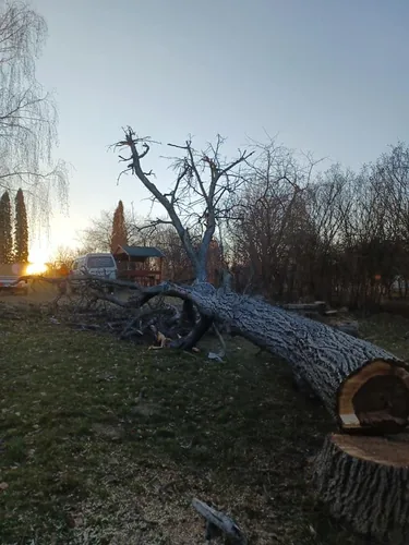 2db beteg akác és 1db beteg diófa, alpintechnikával és csörlő segítségével