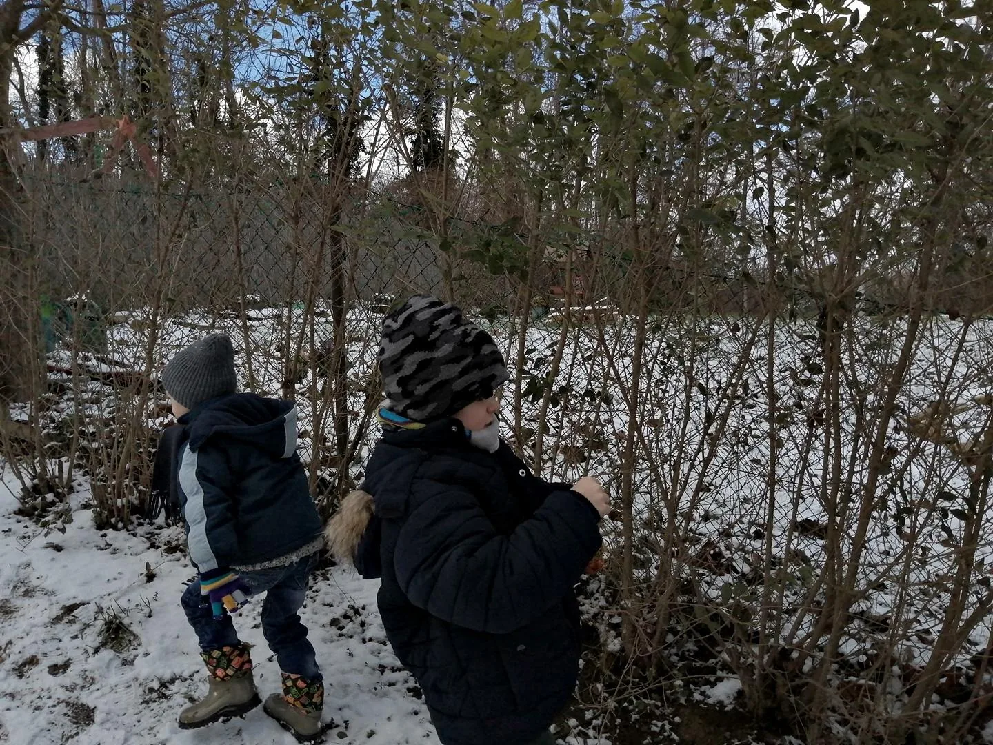 Madarak etetése télen