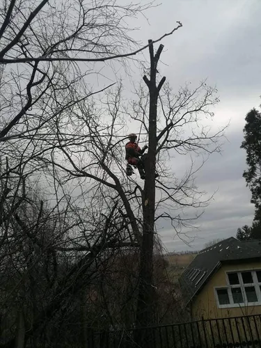 2db beteg akác és 1db beteg diófa, alpintechnikával és csörlő segítségével