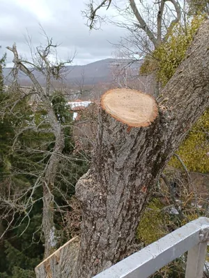 Beteg hárs és szilfát vágtunk 30 m-es kosarasból.