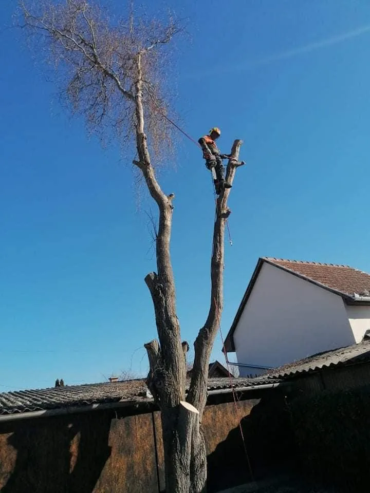 Fűzfa kivágása alpintechnikával!