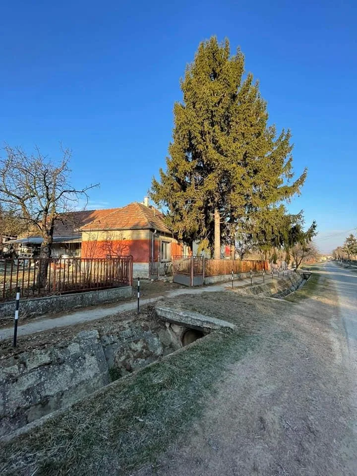 Fenyő és nyárfák kivágása kosaras autóval, alpintechnikával és csörlő segítségével