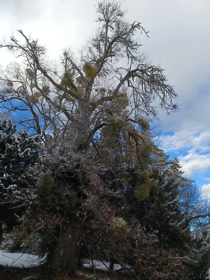 Beteg hárs és szilfát vágtunk 30 m-es kosarasból.