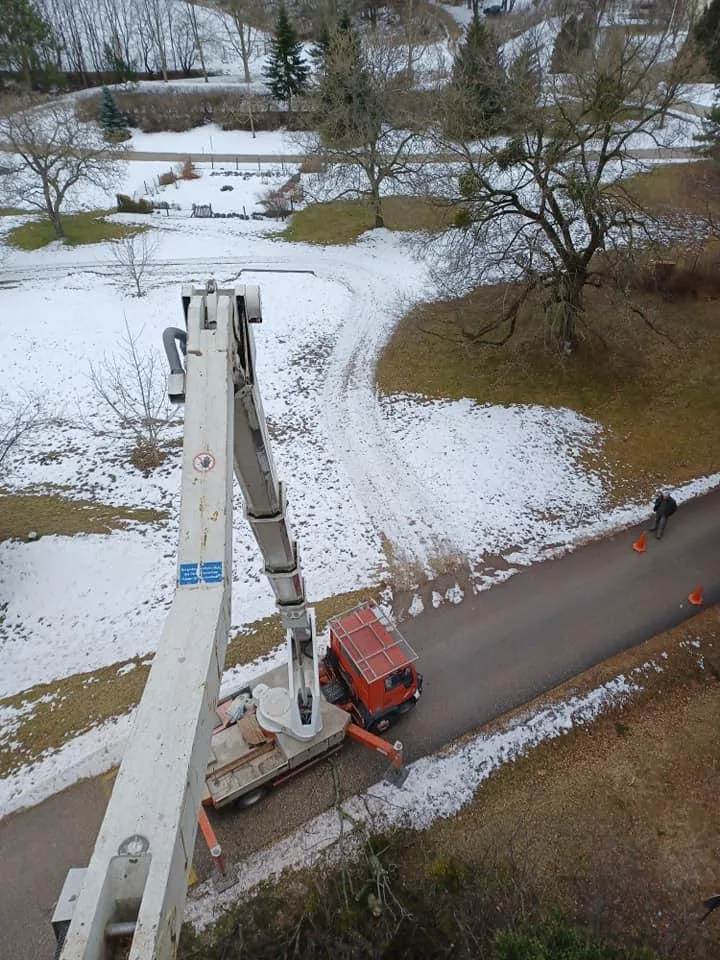 Beteg hárs és szilfát vágtunk 30 m-es kosarasból.