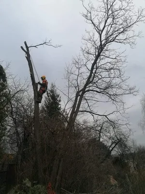 2db beteg akác és 1db beteg diófa, alpintechnikával és csörlő segítségével