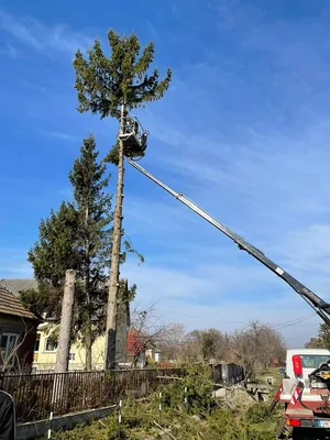 Fenyő és nyárfák kivágása kosaras autóval, alpintechnikával és csörlő segítségével