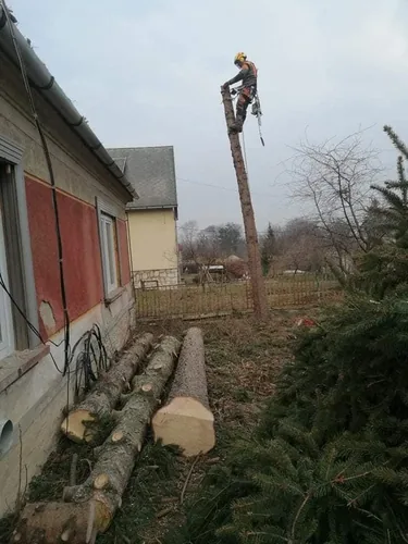 Fenyő és nyárfák kivágása kosaras autóval, alpintechnikával és csörlő segítségével