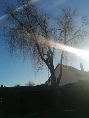 Fűzfa kivágása alpintechnikával!