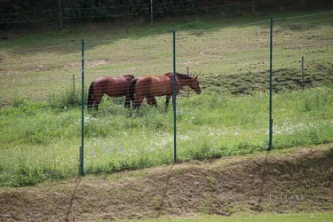 Bakonynána, Gombócfesztivál, 2017.