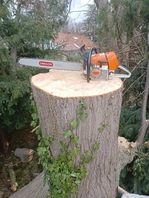 Beteg hárs és szilfát vágtunk 30 m-es kosarasból.