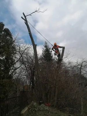 2db beteg akác és 1db beteg diófa, alpintechnikával és csörlő segítségével