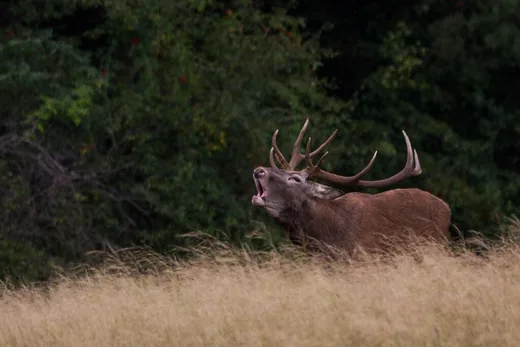 'Erdőlátogatási korlátozások' cikk borítóképe