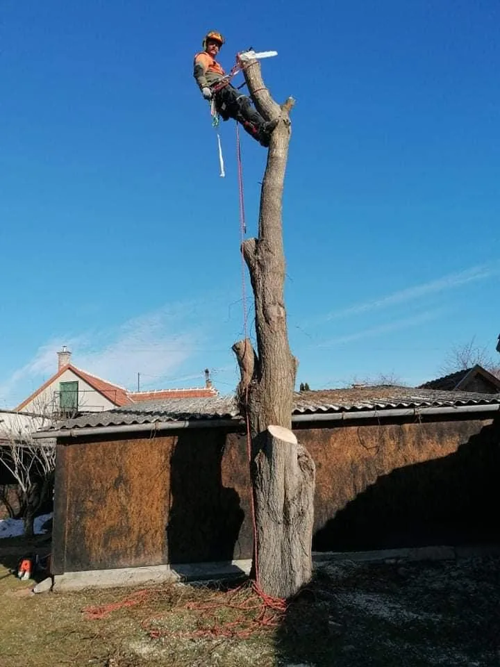 Fűzfa kivágása alpintechnikával!