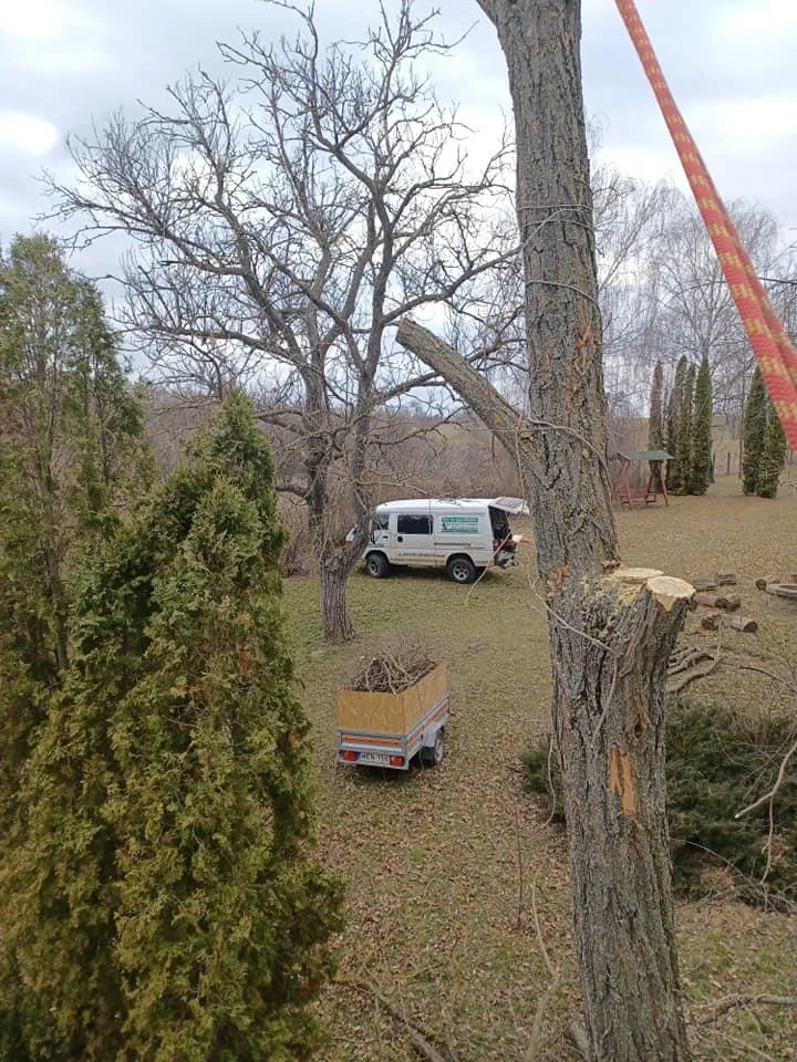 2db beteg akác és 1db beteg diófa, alpintechnikával és csörlő segítségével