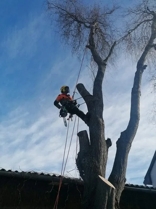 'Totó Favágás, fűnyírás' cikk borítóképe