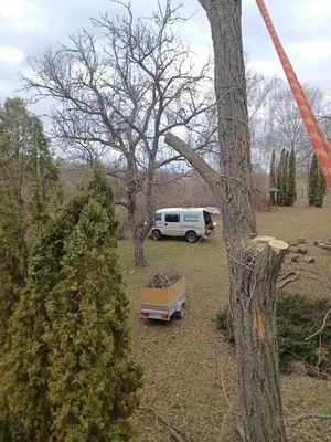 2db beteg akác és 1db beteg diófa, alpintechnikával és csörlő segítségével