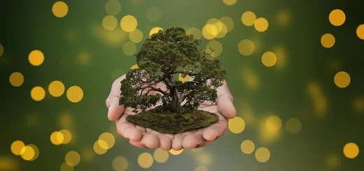 'Tájékoztatás védetté nyilvánítási eljárásról' cikk borítóképe