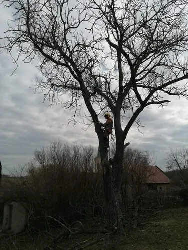 2db beteg akác és 1db beteg diófa, alpintechnikával és csörlő segítségével