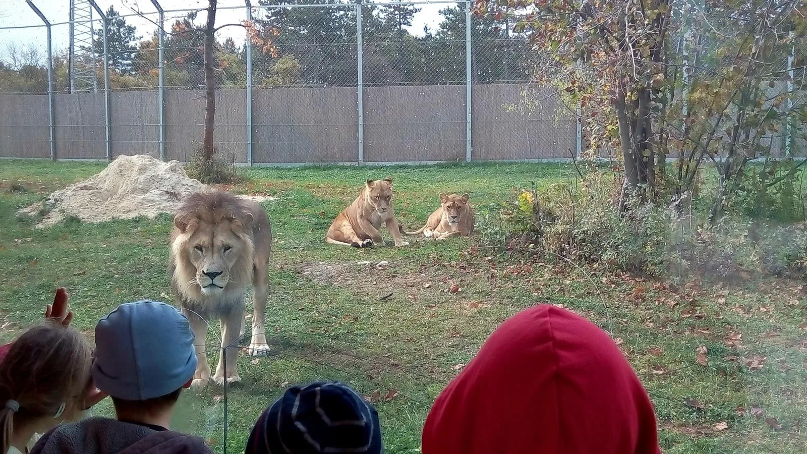 2019 Állatkertben Kirándultunk