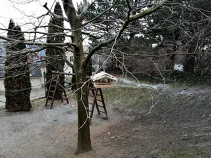 Madarak etetése télen