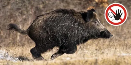 'Terelő vadászat' cikk borítóképe