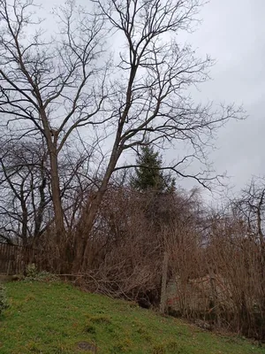 2db beteg akác és 1db beteg diófa, alpintechnikával és csörlő segítségével