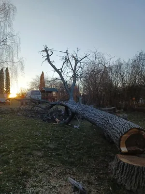 2db beteg akác és 1db beteg diófa, alpintechnikával és csörlő segítségével