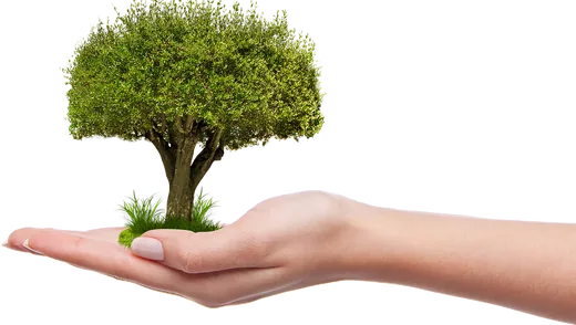 'Országfásítási program Bakonynánán' cikk borítóképe